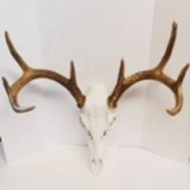 A skull of a deer with antlers

AI-generated content may be incorrect.