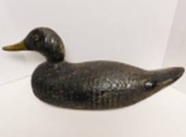 A black duck with a yellow beak

AI-generated content may be incorrect.